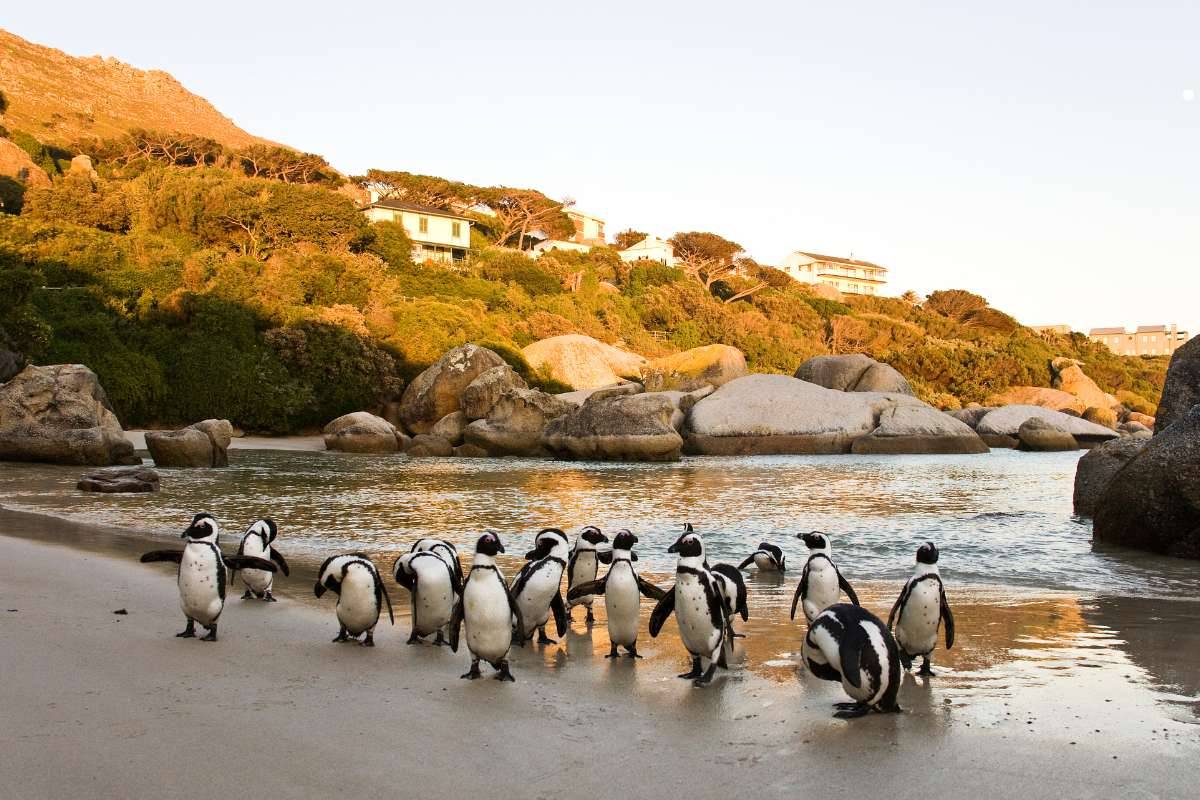 Boulders Beach penguins