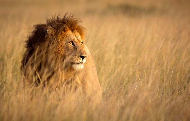 Lion portrait