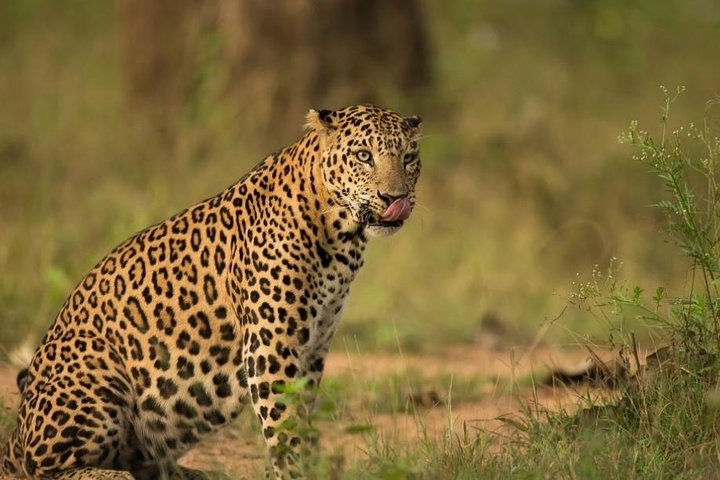 Leopard on safari